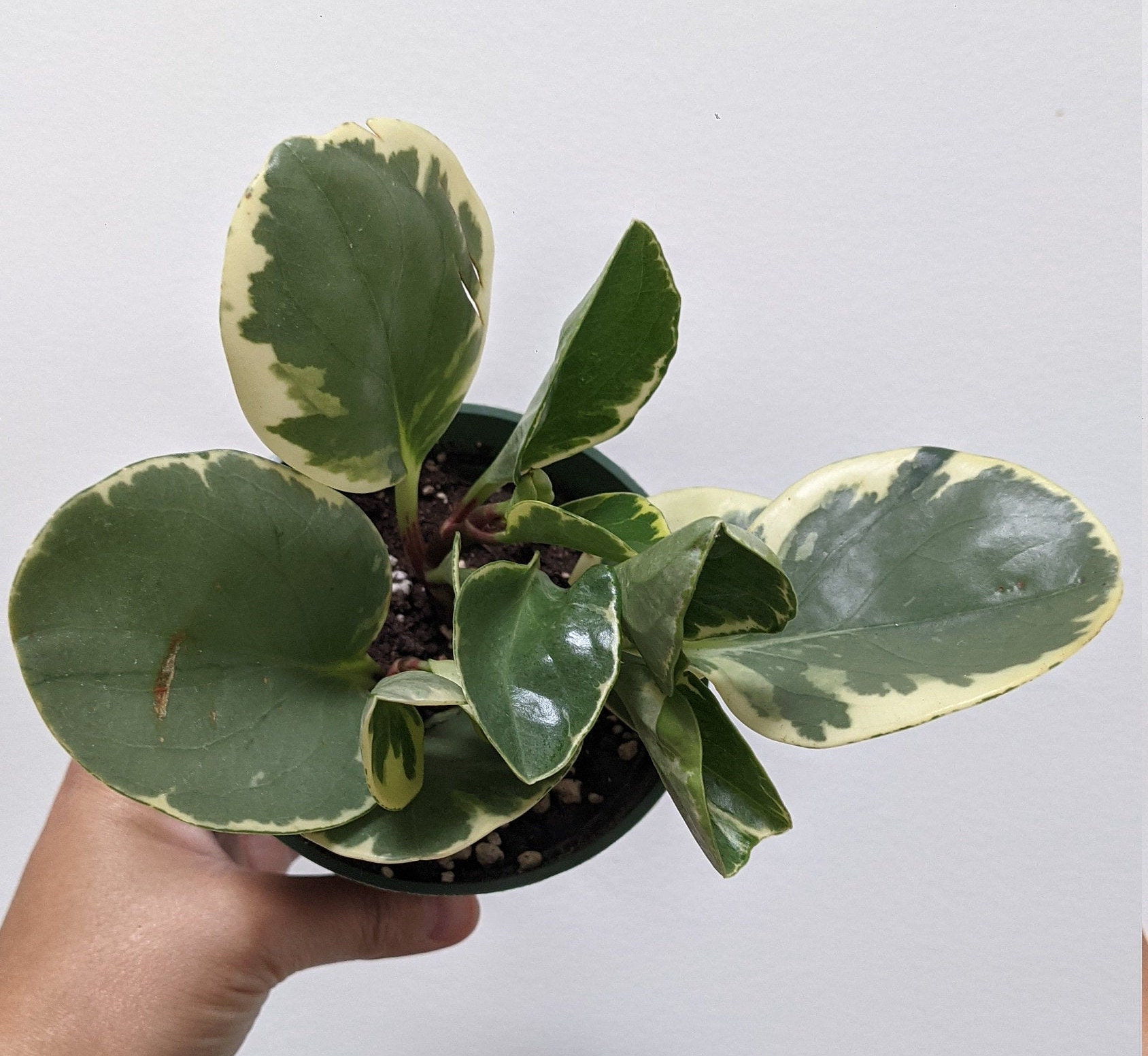 Peperomia Obtusifolia Variegata (albomarginata) Live Plant