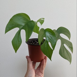 Rhaphidophora Tetrasperma/Mini Monstera (live plant, rooted cutting), monstera minimi, philodendron/monstera Ginny