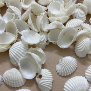 May include: A close-up of numerous small, white seashells. The shells have a ridged texture and vary in shape and size. Some shells have a small hole, suggesting they could be strung together. The overall effect is of a natural, coastal theme.