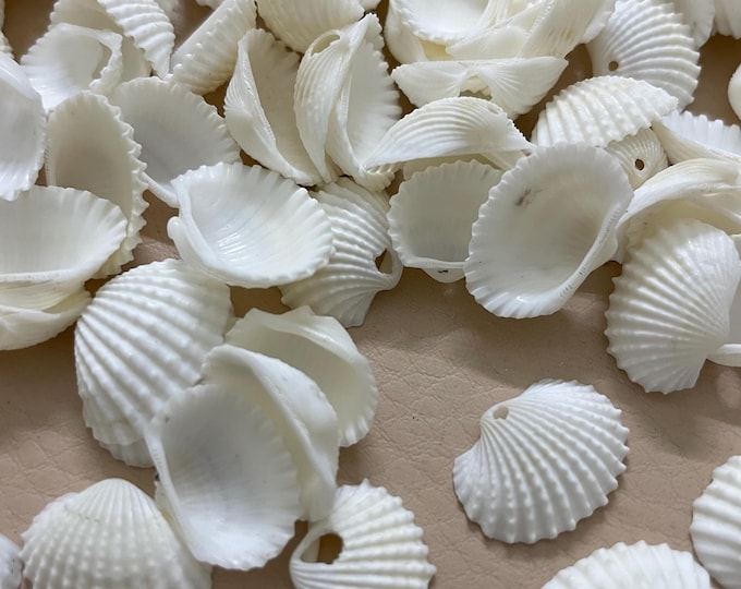 Small White Cockle Shells with Single Hole