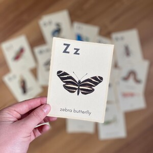 May include: A flashcard with the letter Z and a black and white zebra butterfly. The text "zebra butterfly" is printed below the image.