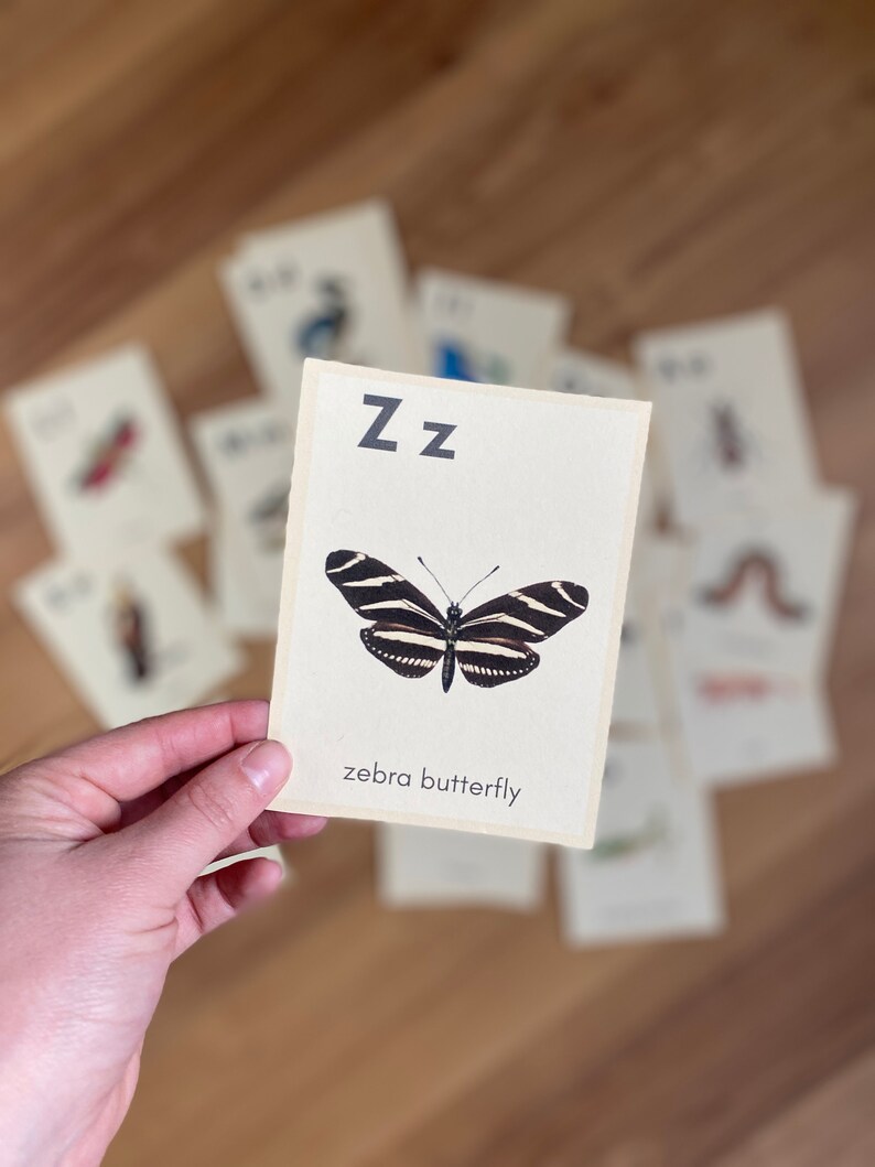 May include: A flashcard with the letter Z and a black and white zebra butterfly. The text "zebra butterfly" is printed below the image.