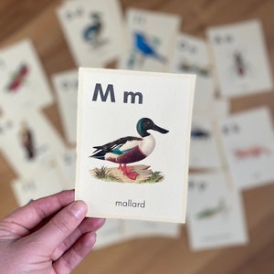 May include: A flashcard with the letter "M" and a picture of a mallard duck. The text "mallard" is printed below the image.