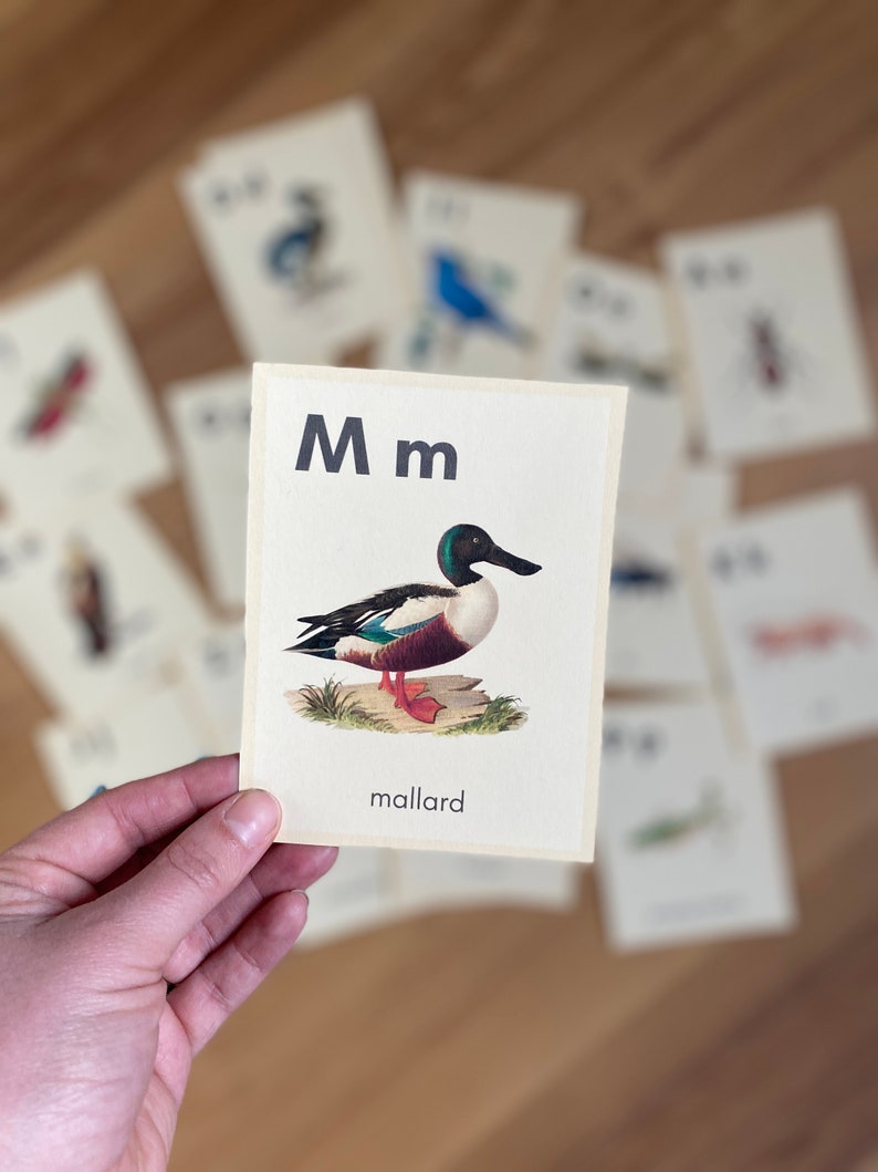 May include: A flashcard with the letter "M" and a picture of a mallard duck. The text "mallard" is printed below the image.