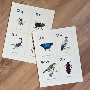 May include: A set of alphabet flashcards featuring illustrations of animals and insects. Each card has a letter, the animal's name, and a colorful illustration. The letters are Q, R, S, T, U, V, W, and X.