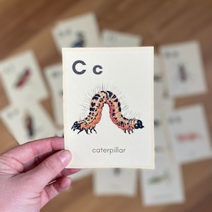 May include: A flashcard with the letter C and a picture of a caterpillar. The text "caterpillar" is printed below the image.