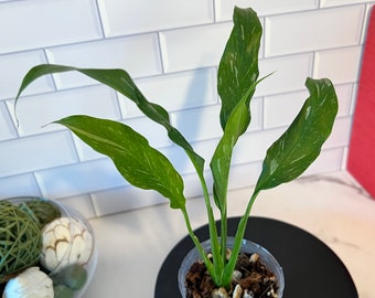 Spathiphyllum Variegated Domino Peace Lily 3" Plant