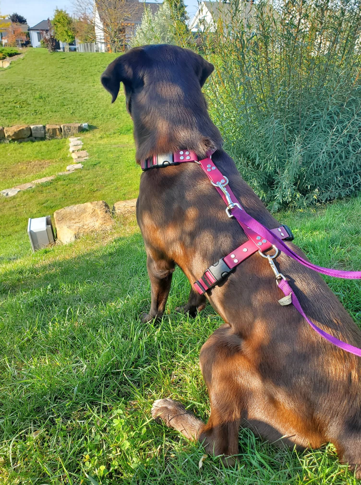 Biothane Large Harness 1 Waterproof Dog Harness Etsy