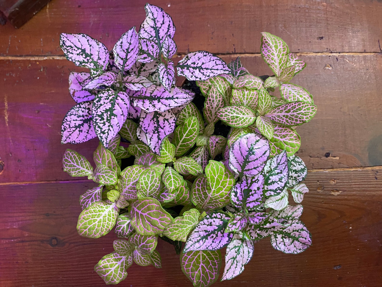 Fittonia Pink Nerve Plant