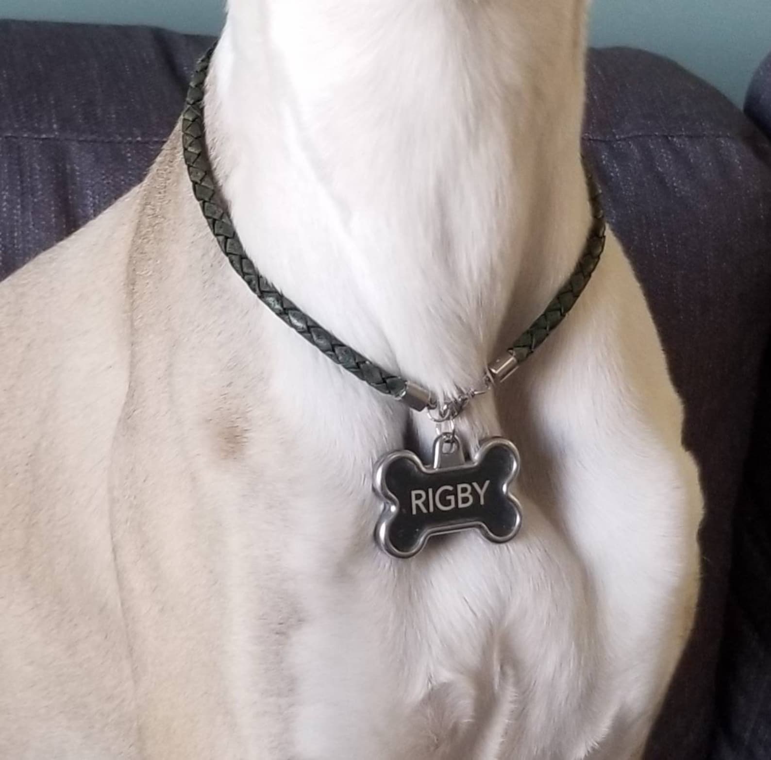 Leather ID Collar Dog House Collar Etsy