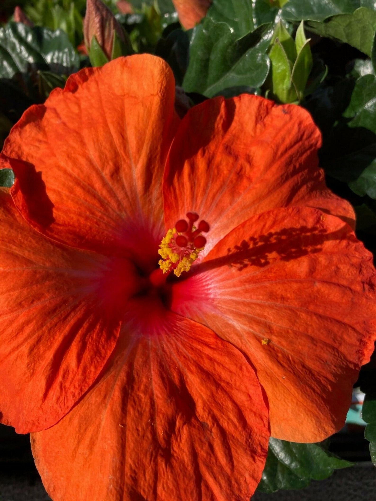 Bright orange Hibiscus Live Plant Etsy