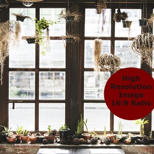 May include: A large window with multiple panes, decorated with hanging plants and greenery. The window is framed in dark wood and has a view of a street outside. A sign in the window reads "High Resolution Image 16:9 Ratio".