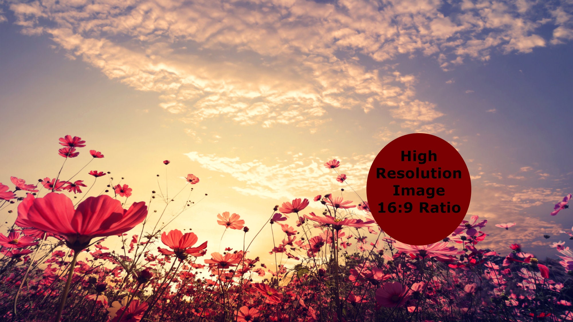 Virtual Background for Zoom, Beautiful Flower Field Zoom Background