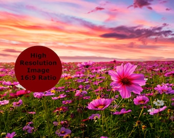Beautiful Flower Field Zoom Background, Virtual Background for Zoom, Microsoft Teams, Google Meet, Skype, Backdrop for Virtual Meeting