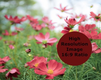 Red Flower Field Zoom Background, Virtual Background for Zoom, Microsoft Teams, Google Meet, Skype, Backdrop for Virtual Meeting