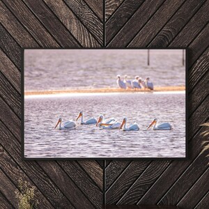 Longboat Key, Florida, Pelicans Gulf Coast Photography, maritime nautical home office wall art, birthday gift for men or women, therapeutic