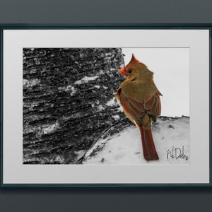 Northern Female Cardinal
