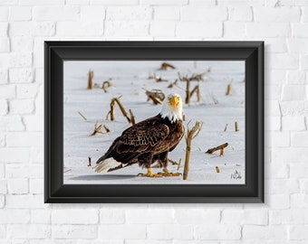 Bald Eagle