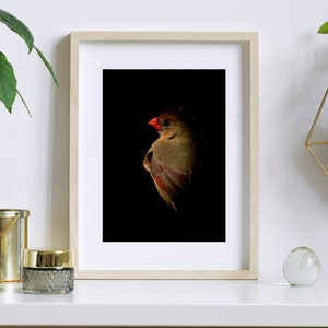 Female Cardinal