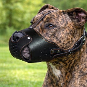 Skórzany kaganiec dla psa, Staffordshire Terrier, Pitbull, Prawdziwy skórzany kaganiec dla psa, Kaganiec dla psa, Najlepszy kaganiec dla amstaffa