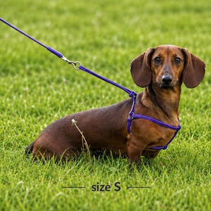 May include: A brown dachshund wearing a purple rope harness and attached purple rope lead. The harness features metal rings and connectors. The text "size S" is visible below the dog, indicating the harness size for this specific item.