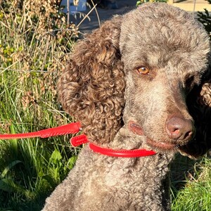 May include: A brown poodle with curly fur wearing a bright red leather collar and attached red lead. The dog has amber-coloured eyes and a brown nose, with its head turned slightly to the side while outdoors in natural sunlight.