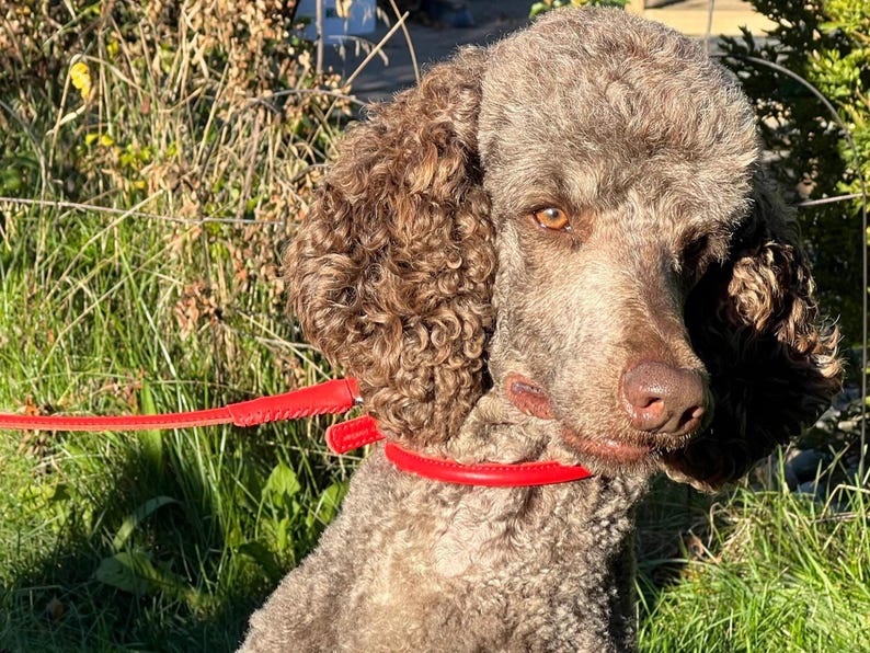 May include: A brown poodle with curly fur wearing a bright red leather collar and attached red lead. The dog has amber-coloured eyes and a brown nose, with its head turned slightly to the side while outdoors in natural sunlight.