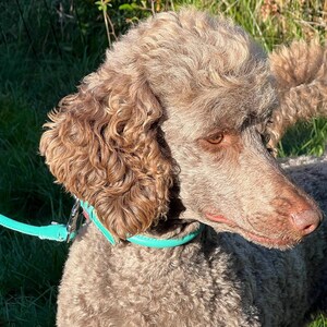 May include: A light brown poodle with curly fur and dark eyes, wearing a bright turquoise collar attached to a matching turquoise lead. The dog is positioned in profile, showing its textured coat and the vibrant colour of the collar and lead.