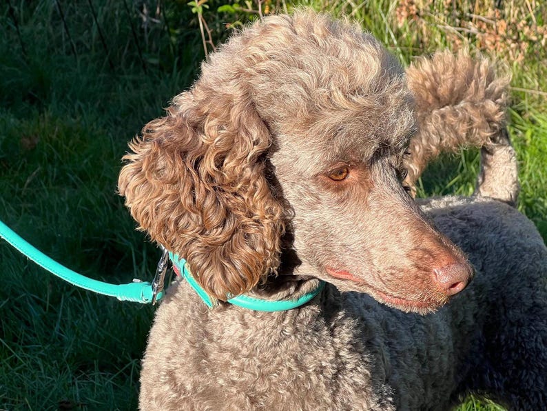 May include: A light brown poodle with curly fur and dark eyes, wearing a bright turquoise collar attached to a matching turquoise lead. The dog is positioned in profile, showing its textured coat and the vibrant colour of the collar and lead.