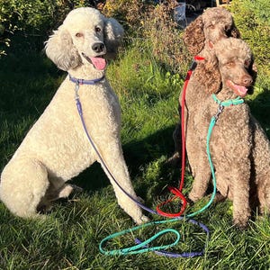 May include: A white poodle wearing a purple collar and lead, sitting next to two brown poodles. One brown poodle wears a red lead, and the other brown poodle wears a teal collar and lead. The dogs are positioned on a patch of green grass.