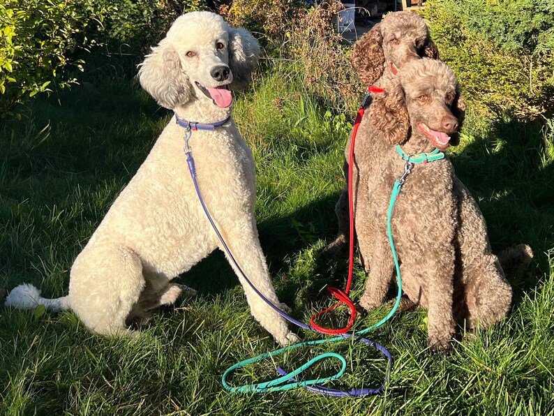 May include: A white poodle wearing a purple collar and lead, sitting next to two brown poodles. One brown poodle wears a red lead, and the other brown poodle wears a teal collar and lead. The dogs are positioned on a patch of green grass.