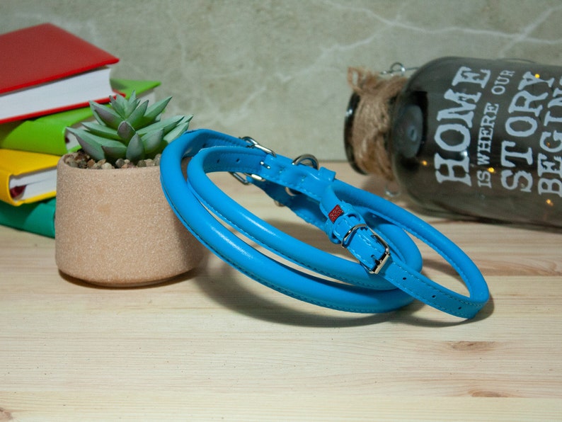 May include: A bright blue rolled leather collar featuring a silver-toned metal buckle, a D-ring for attachment, and a small red rectangular tag detail. The collar is coiled in a circular shape, showcasing its smooth texture and rounded design.