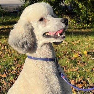 May include: A white poodle with curly fur wearing a smooth, dark blue leather collar and a matching blue lead. The dog has a black nose, dark eyes, and an open mouth showing teeth and a pink tongue, captured in profile against a natural outdoor setting.