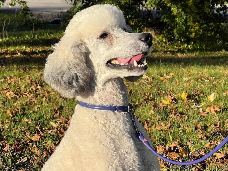 May include: A white poodle with curly fur wearing a smooth, dark blue leather collar and a matching blue lead. The dog has a black nose, dark eyes, and an open mouth showing teeth and a pink tongue, captured in profile against a natural outdoor setting.