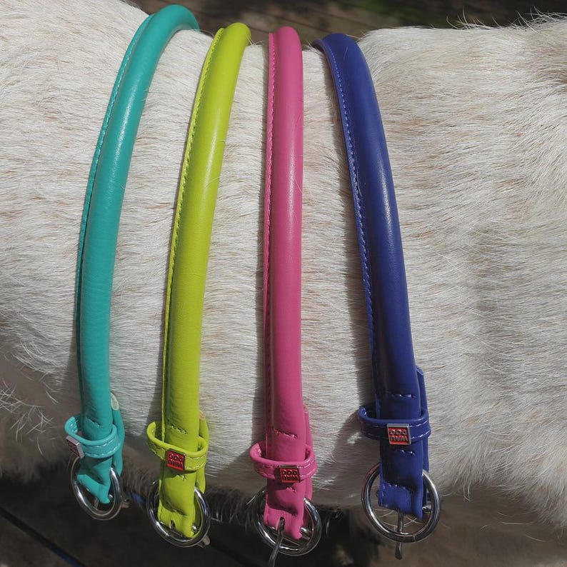 May include: Four rounded dog collars in turquoise, lime green, pink, and purple. Each collar features a silver-toned metal D-ring, a matching loop, and a small square red tag with white text that reads dog collar, attached to the strap.