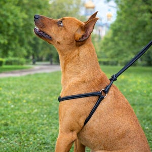 Op de afbeelding: Een bruine hond met een zwart tuigje en riem zit in een grasrijk park en kijkt omhoog. De hond heeft korte vacht en puntige oren. De riem is met metalen ringen aan het tuigje bevestigd.