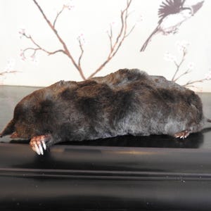 May include: A close-up of a preserved mole, a small mammal with dark brown fur, lying on a black surface. The mole's claws are visible.