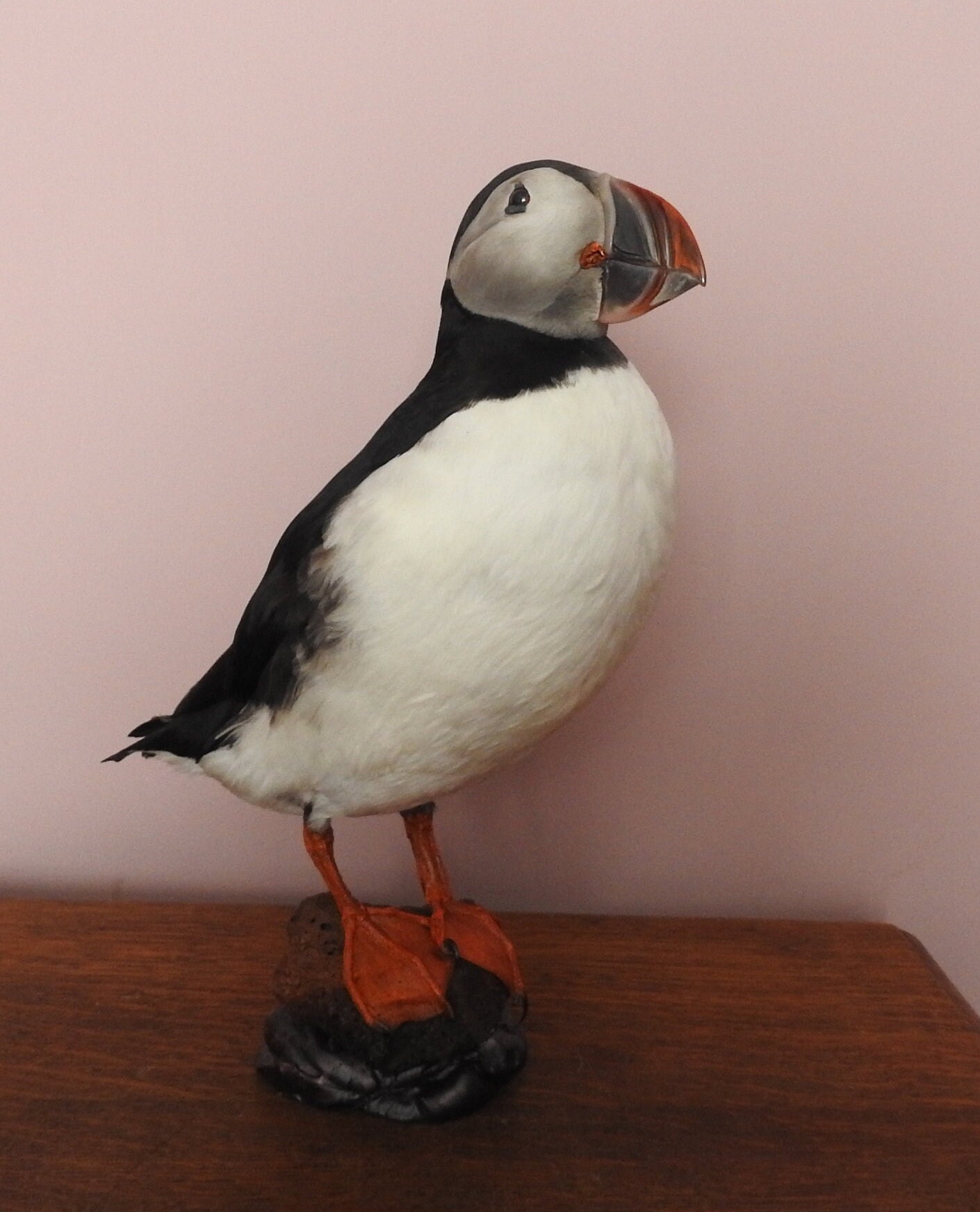 Vintage Taxidermy Puffin Lovely Mount - Etsy