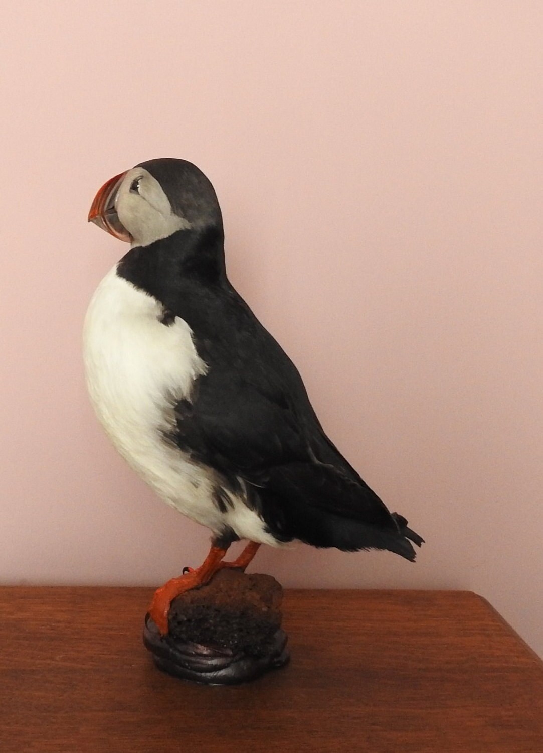 Vintage Taxidermy Puffin Lovely Mount - Etsy