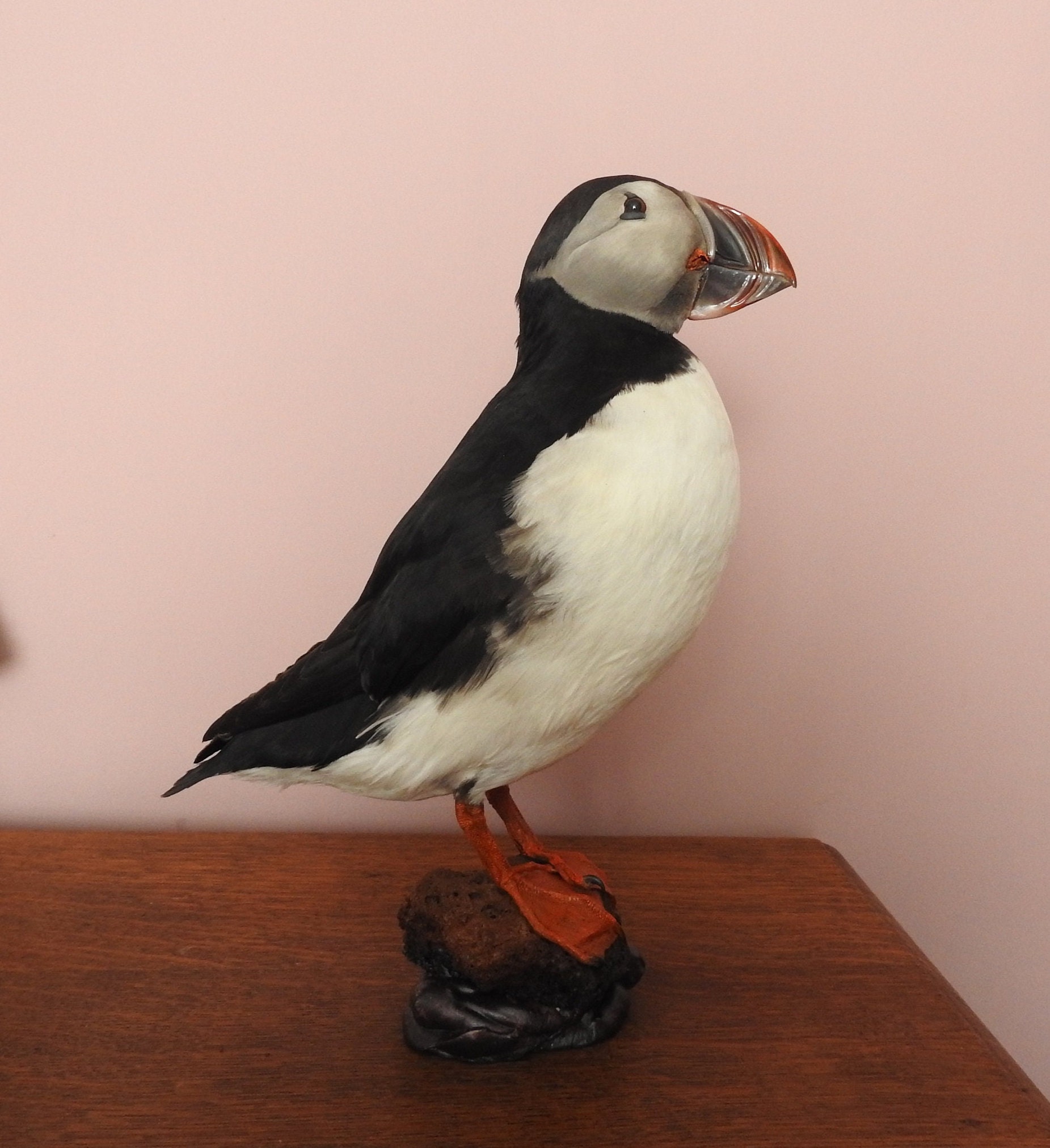 Vintage Taxidermy Puffin Lovely Mount - Etsy