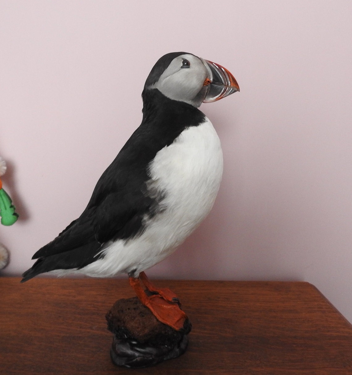 Vintage Taxidermy Puffin Lovely Mount - Etsy