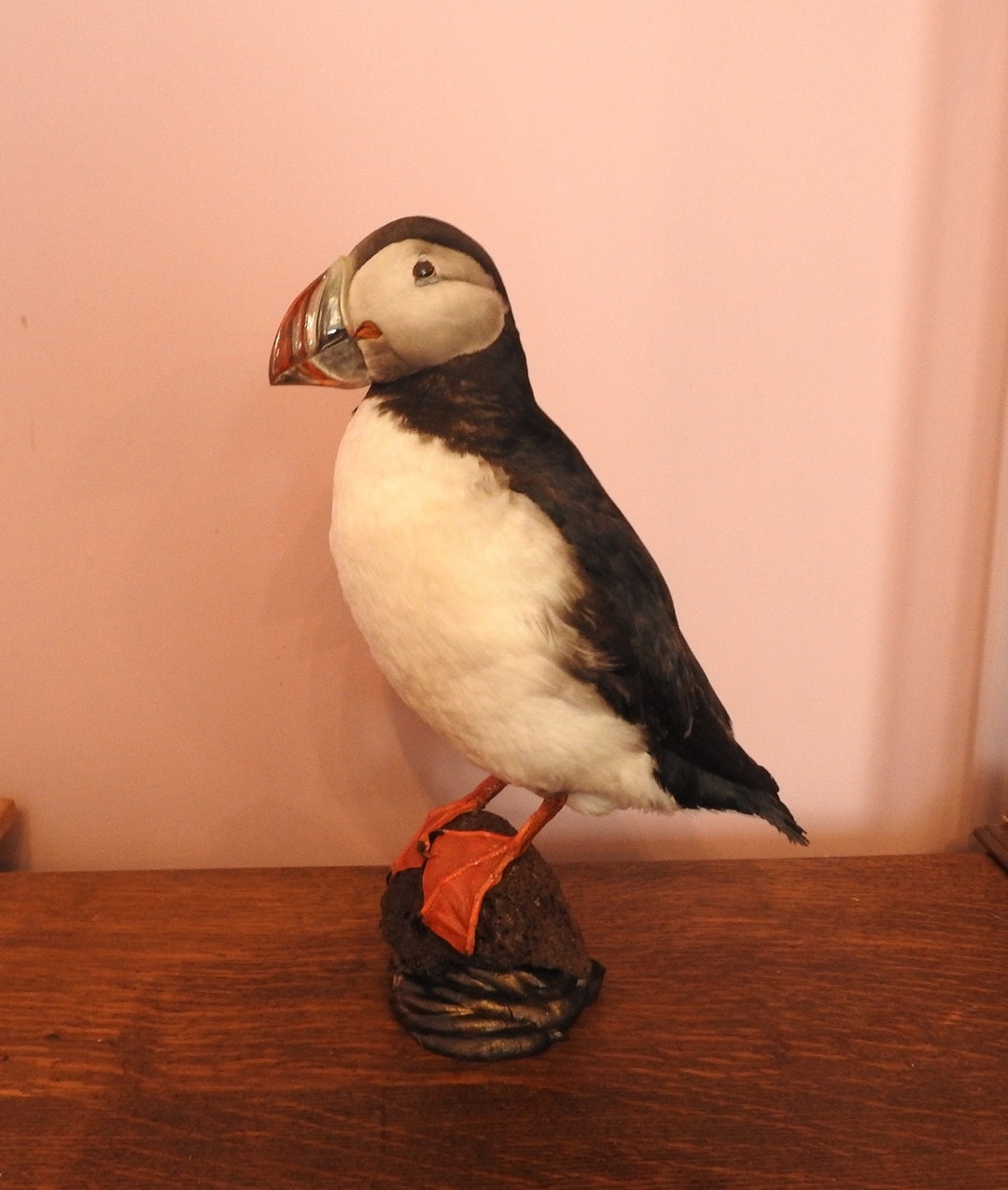 Vintage Taxidermy Puffin Lovely Mount - Etsy