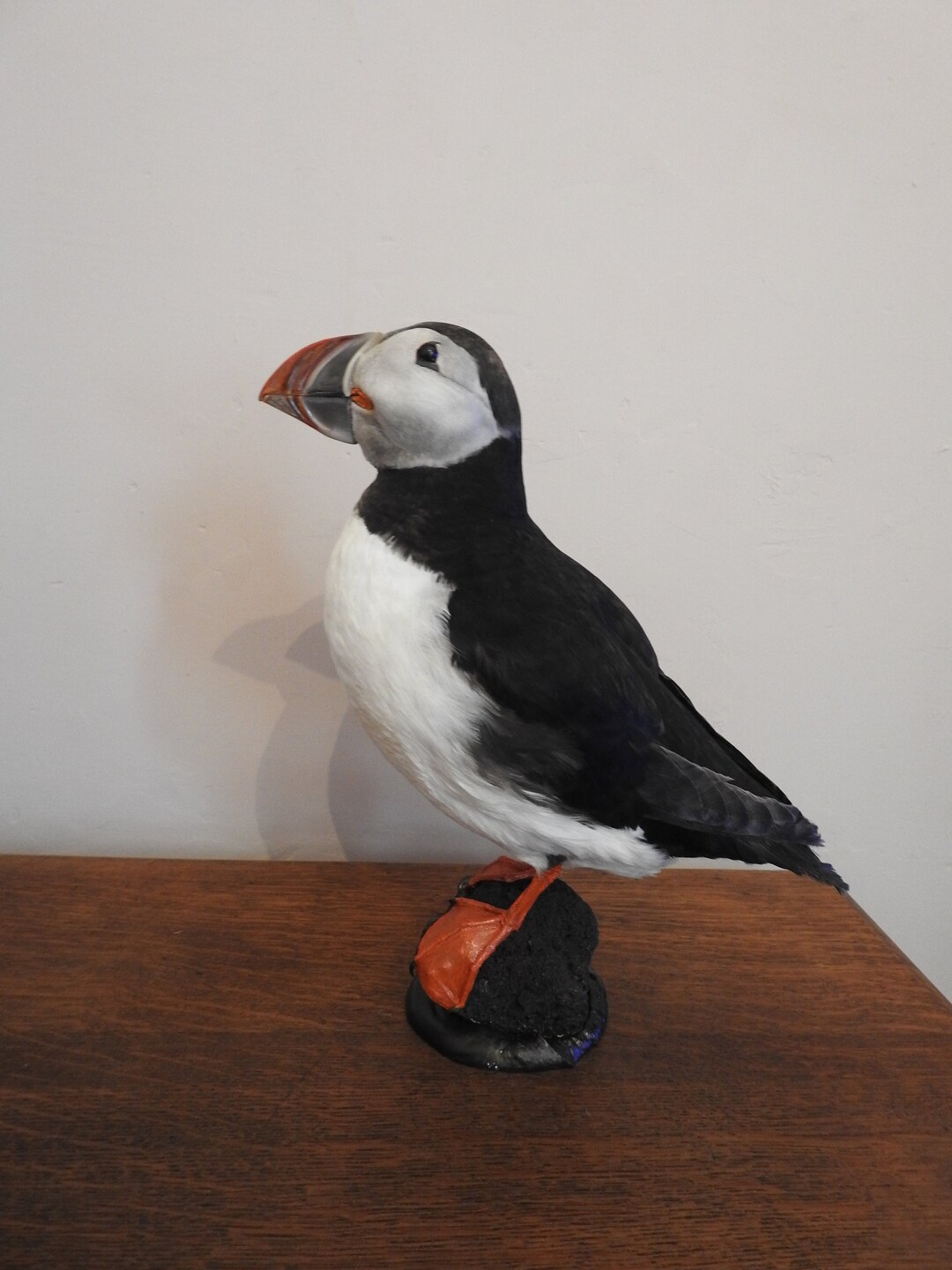 Vintage Taxidermy Puffin Lovely Mount - Etsy UK