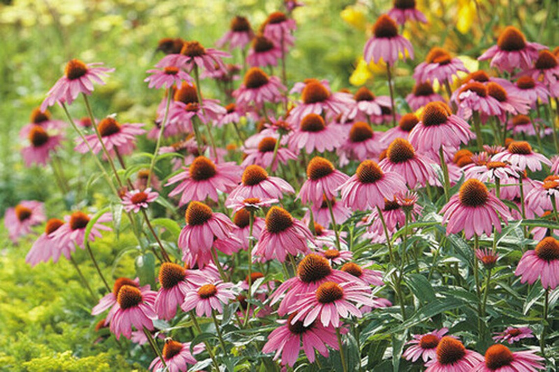 Purple Coneflower Bare Root Perennial Live Plant Lawn Etsy