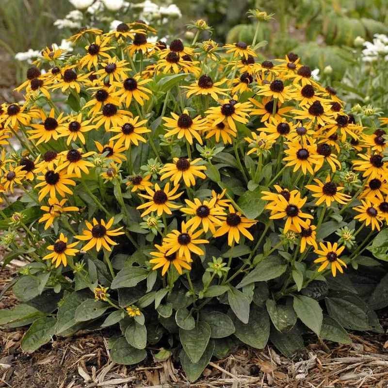 Black Eyed Susan Plant Raíz desnuda Perennial Live Plant | Etsy