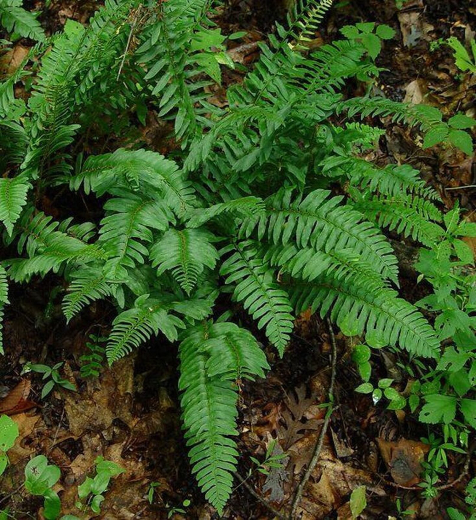 Christmas Fern Bare Root Perennial Live Plant Ornamental Etsy