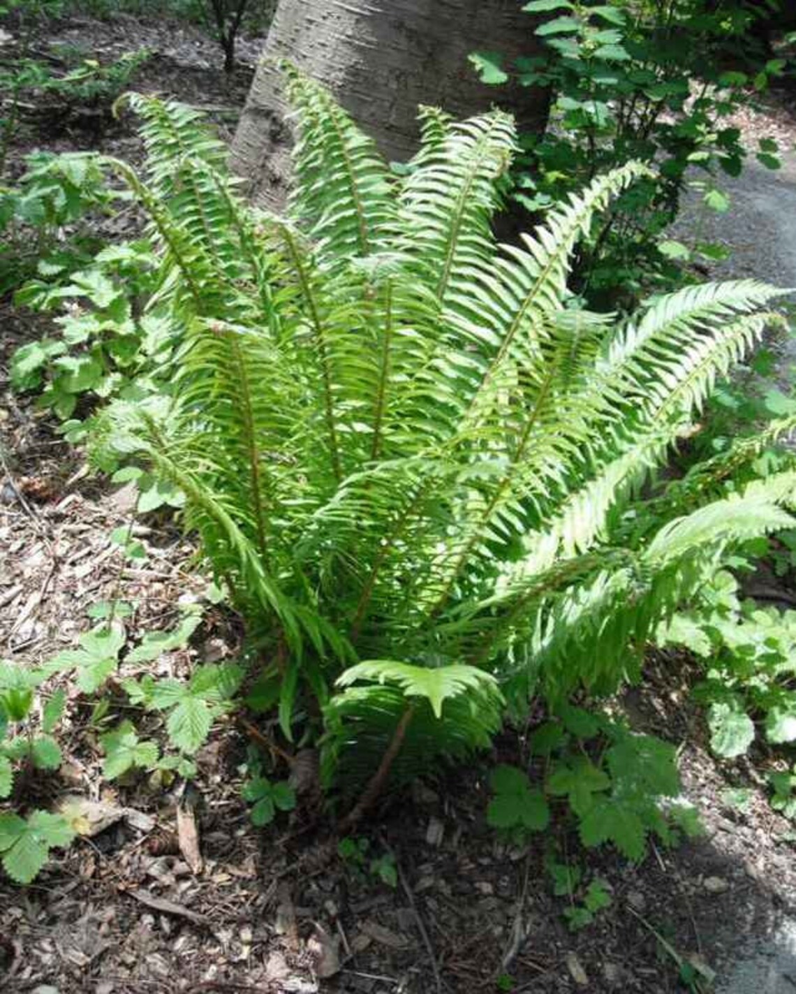 Christmas Fern Bare Root Perennial Live Plant Ornamental Etsy