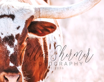 Longhorn Cattle Print