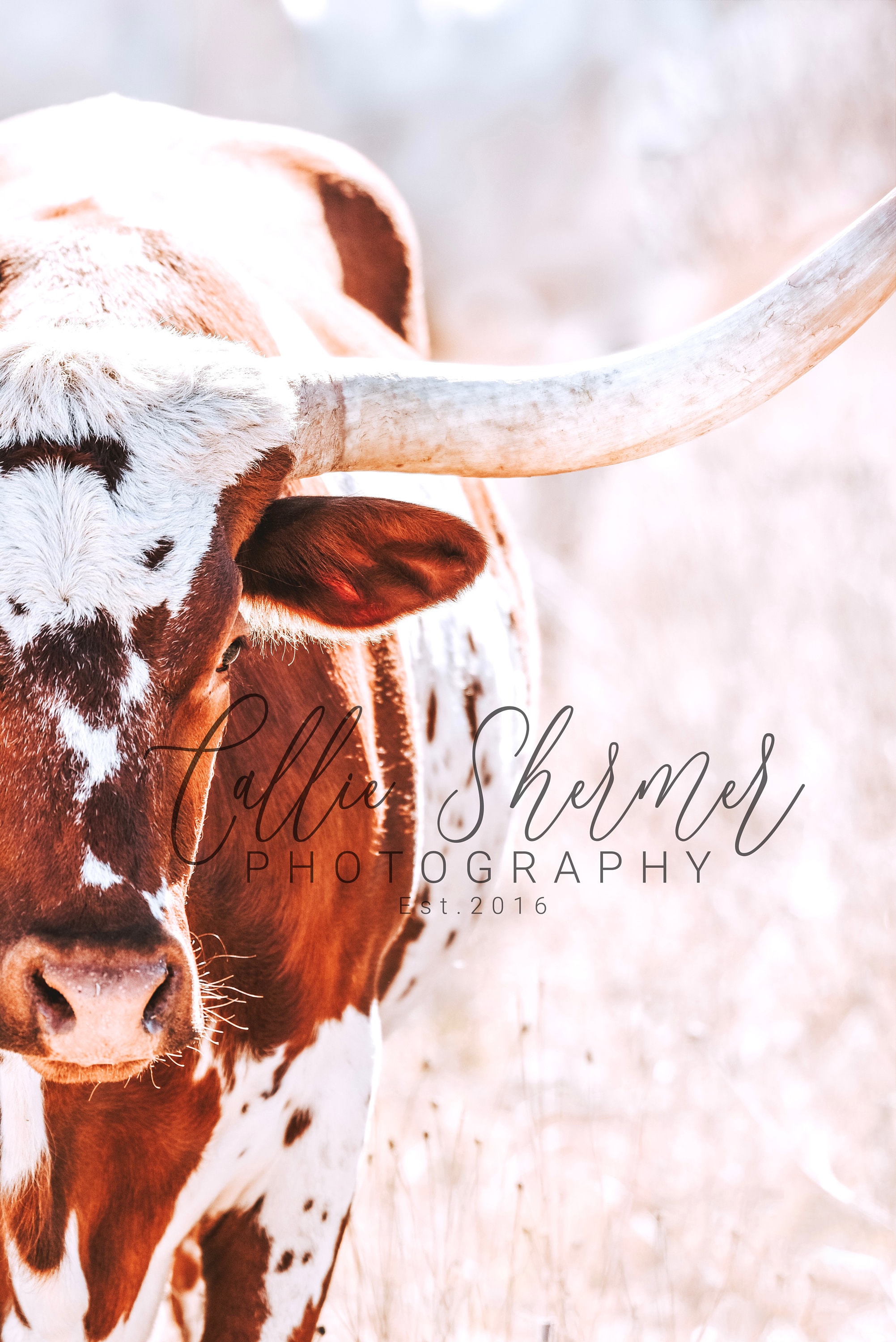 Longhorn Cattle Print Etsy