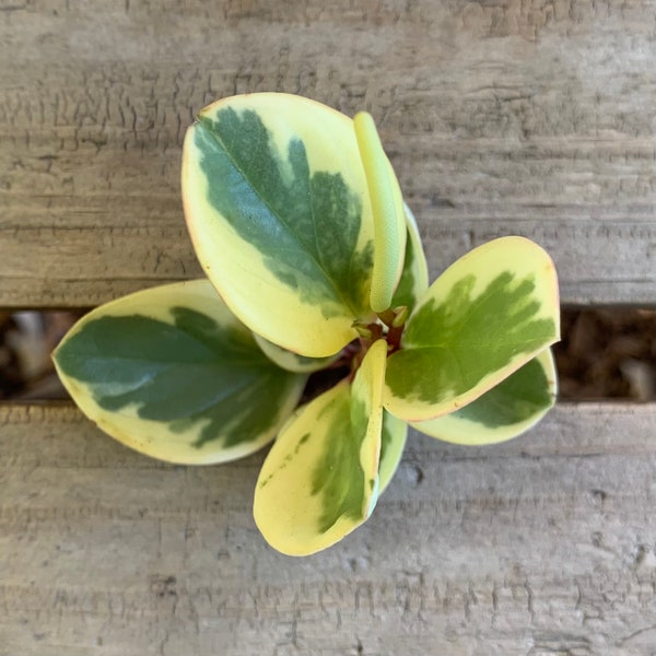 Variegated Baby Rubber Plant | 3'' Cutting | Peperomia obtusifolia variegata | Easy Houseplant | Min Temp 45F
